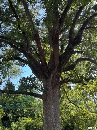 a view of a tree in the middle of a yard