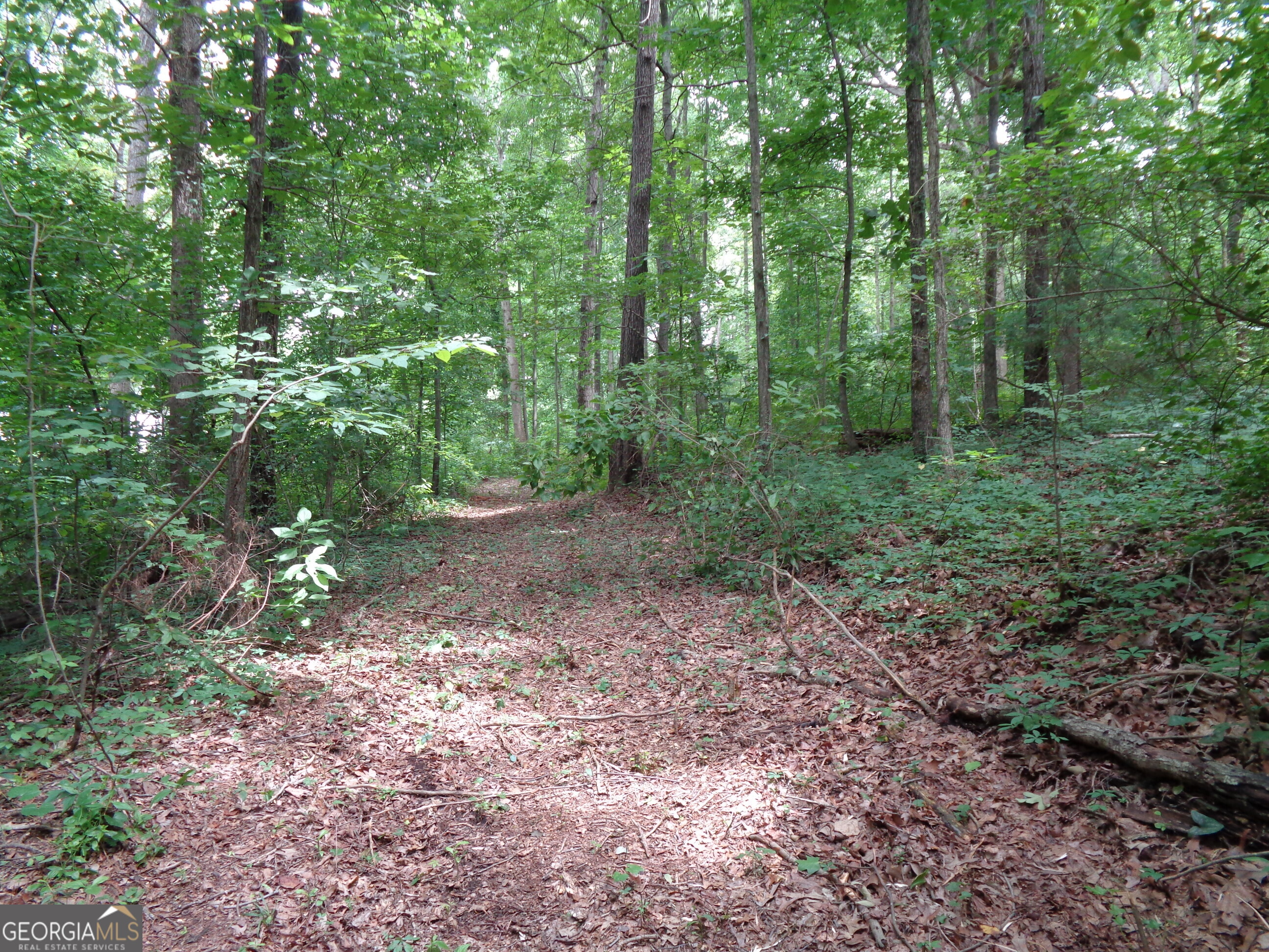 2411 Kesler Road Carnesville, GA 30521 - Photo 36 of 61 a view of a forest that has large trees