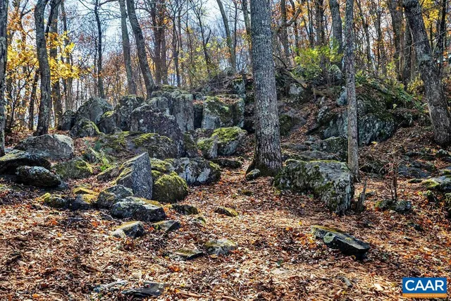 a view of a garden with large trees