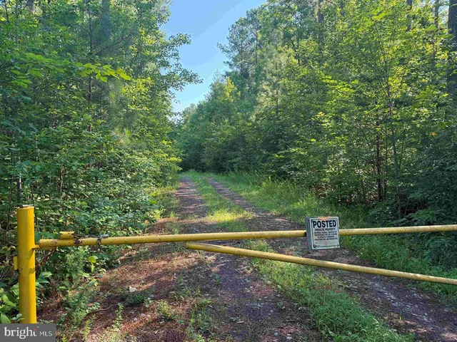 a view of a yard with large trees