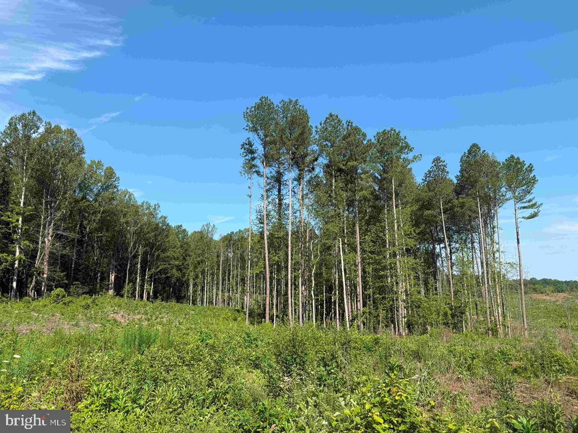 Bannister Town Road Louisa, VA 23093 - Photo 12 of 18 a view of a garden with a tree in front of the house