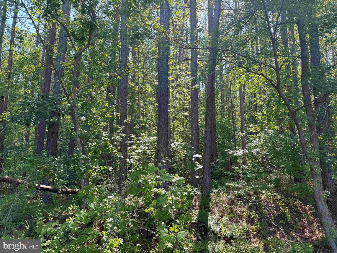 Bannister Town Road Louisa, VA 23093 - Photo 14 of 18 a view of outdoor space and covered with trees
