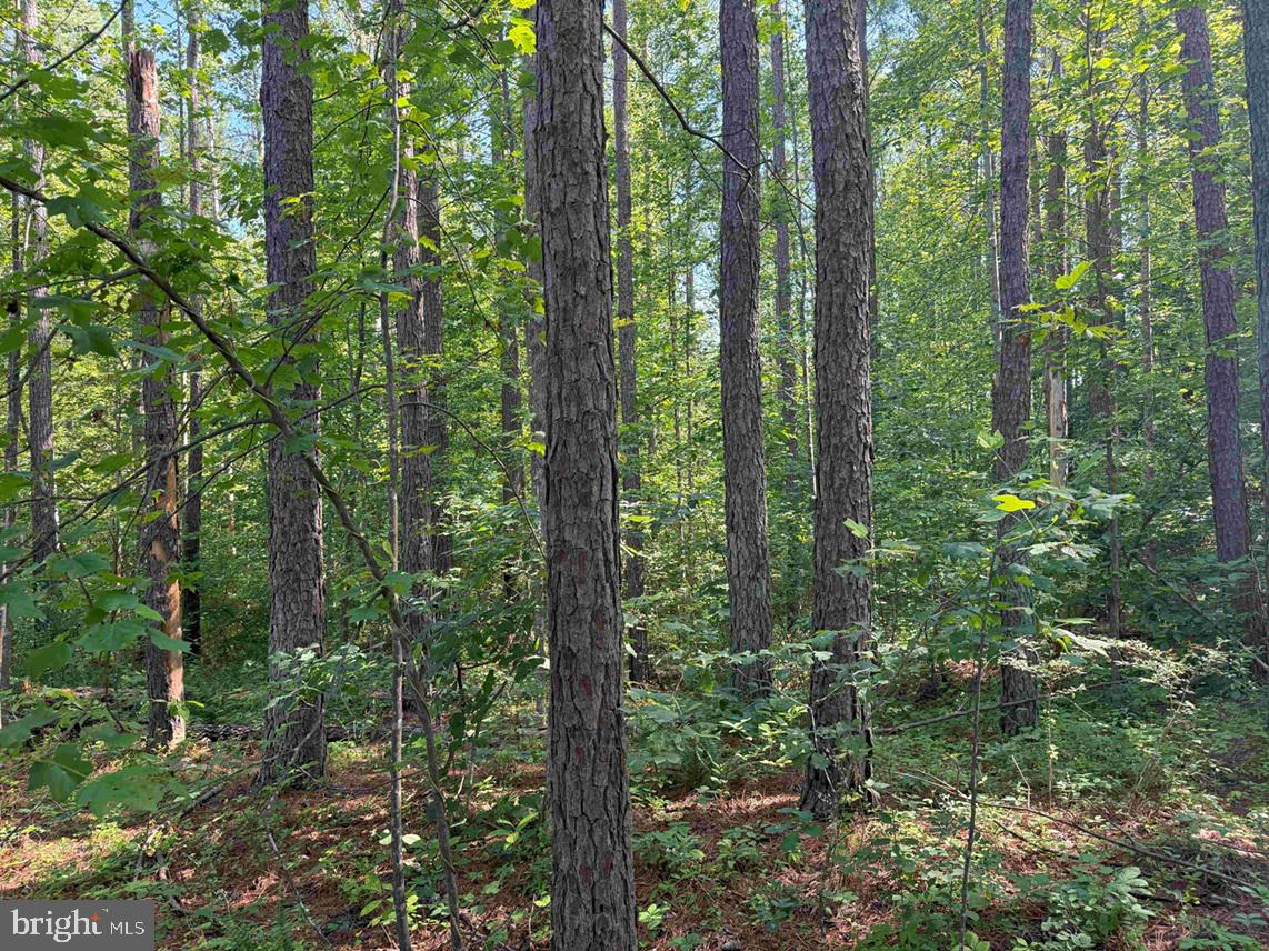 Bannister Town Road Louisa, VA 23093 - Photo 16 of 18 a view of outdoor space and trees