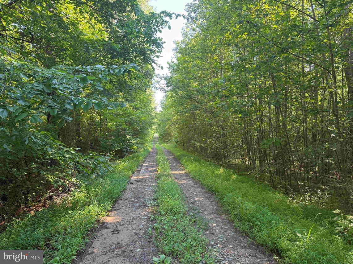 Bannister Town Road Louisa, VA 23093 - Photo 2 of 18 a big yard with flowing stream of water in middle