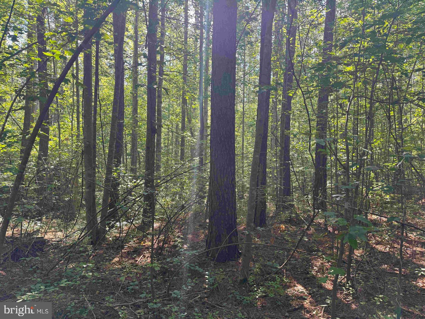 Bannister Town Road Louisa, VA 23093 - Photo 8 of 18 a backyard of a house