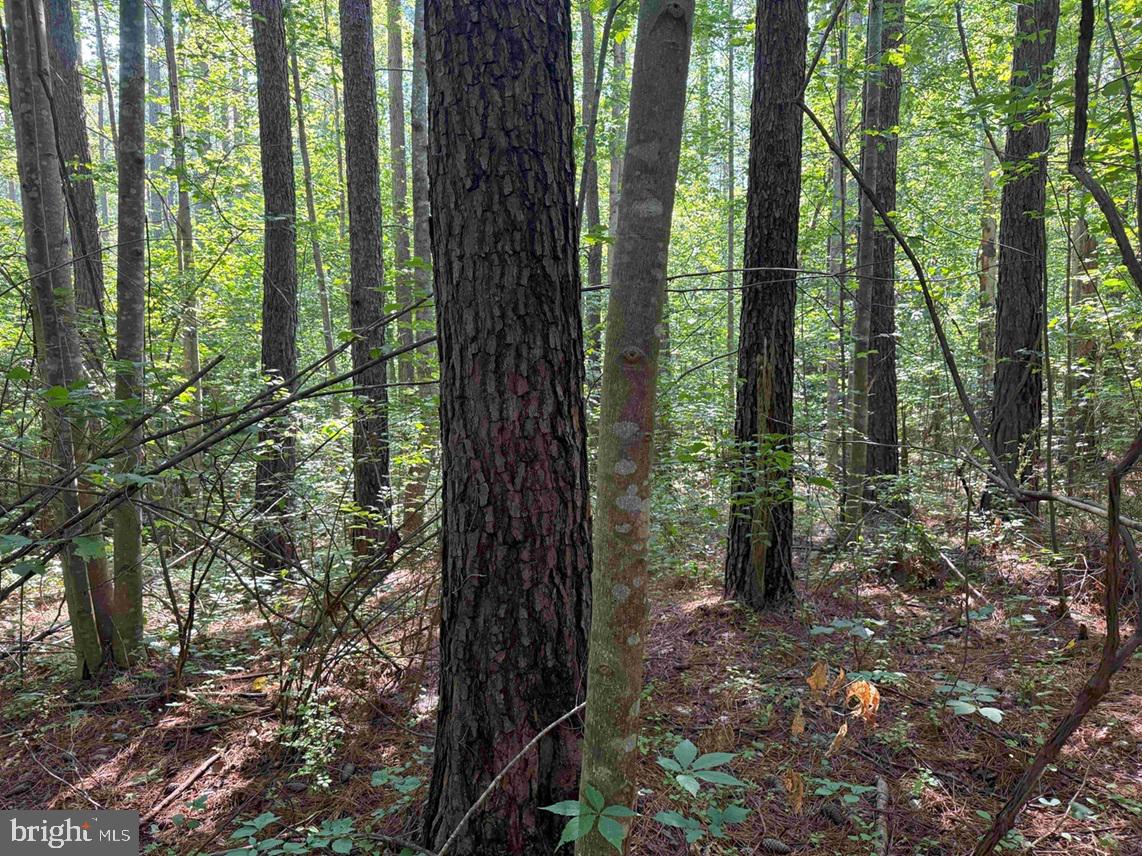 Bannister Town Road Louisa, VA 23093 - Photo 9 of 18 a view of a forest that has large trees