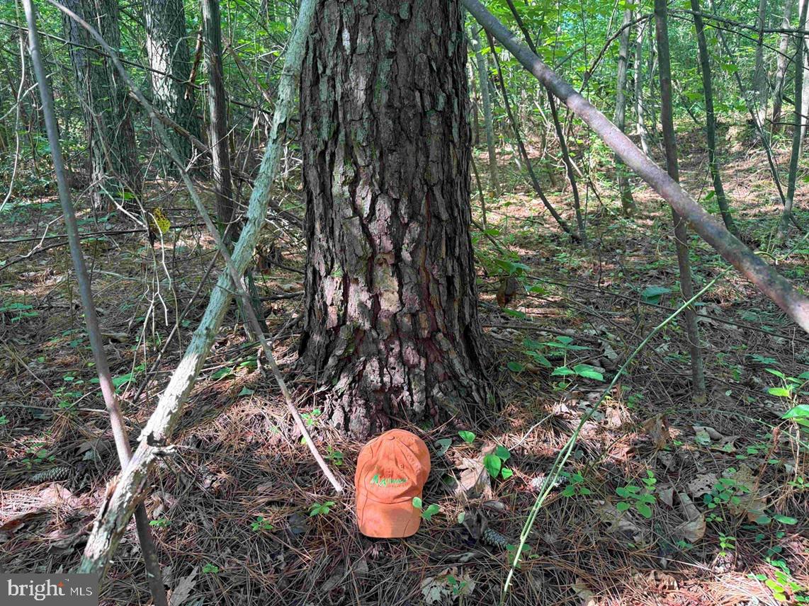 Bannister Town Road Louisa, VA 23093 - Photo 10 of 18 a backyard of a house with a yard and outdoor seating