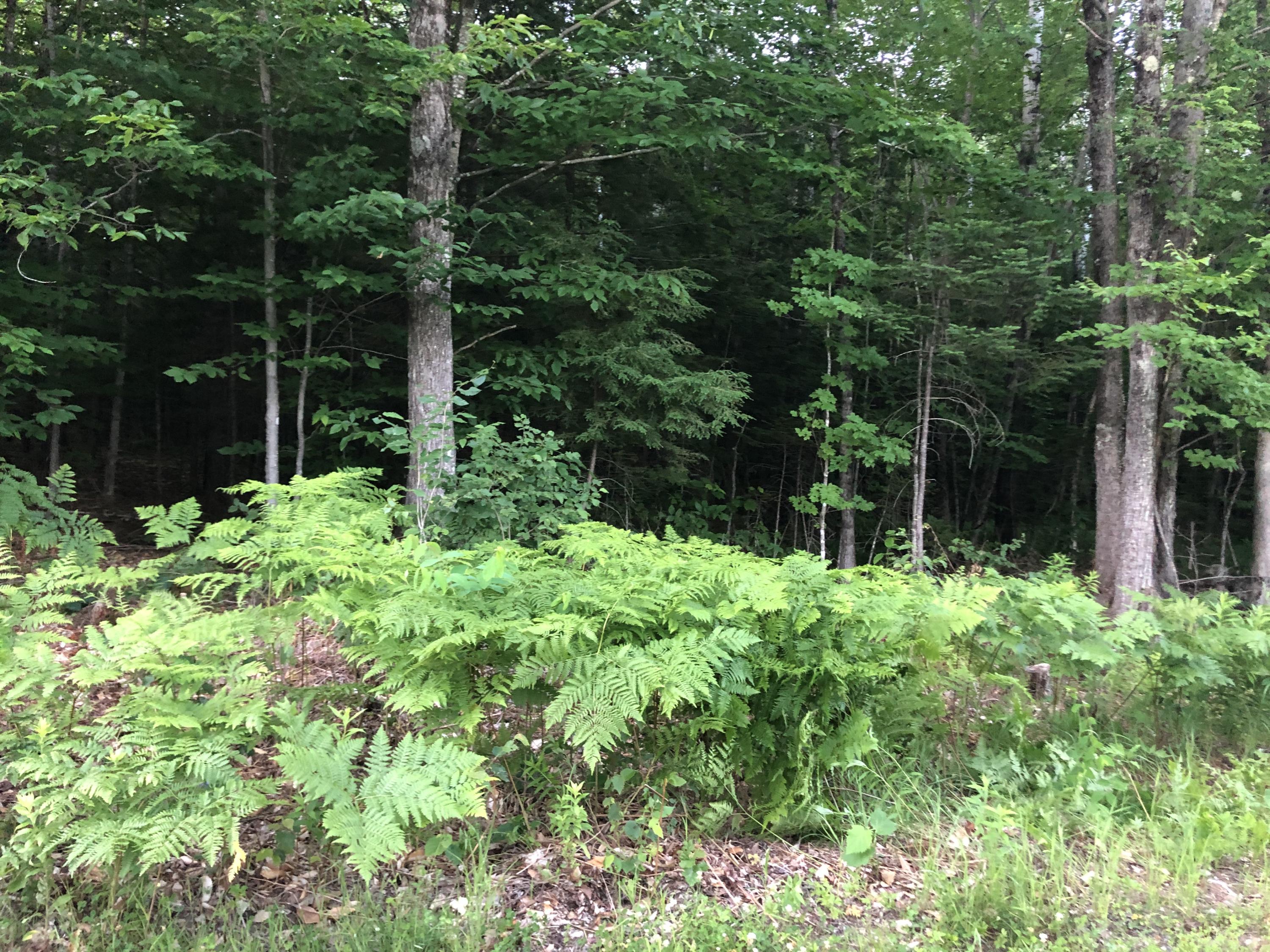Tbd Estes Road Bryant Pond, ME 04219 - Photo 2 of 3 EstesPhoto1