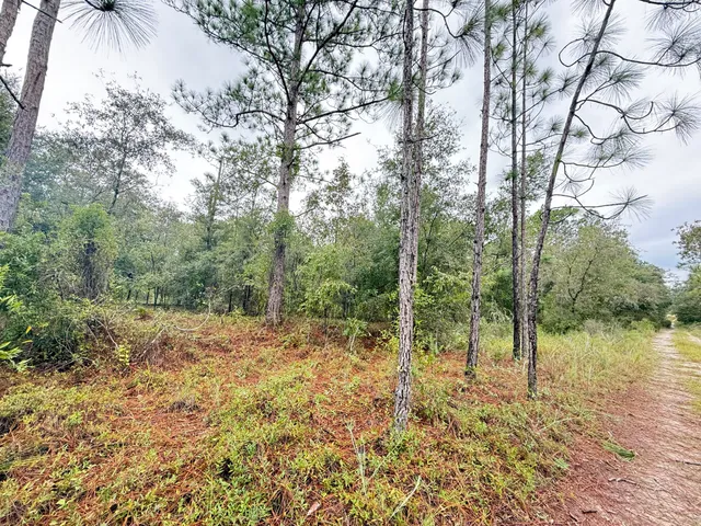 a view of a forest with trees in the background