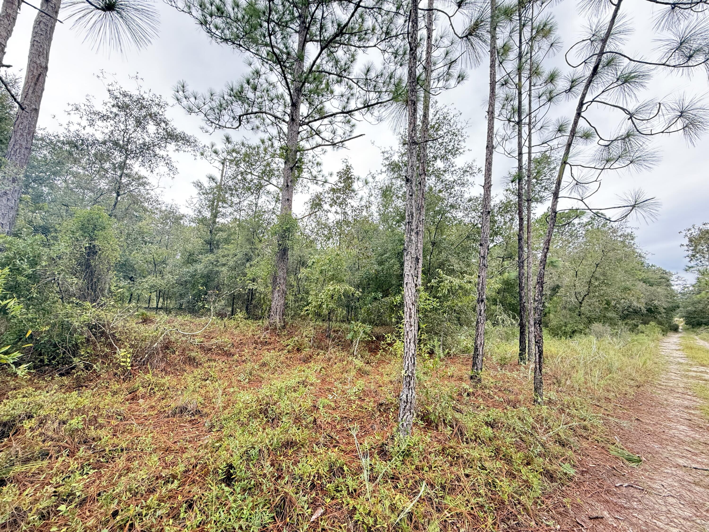 a view of a forest with trees in the background