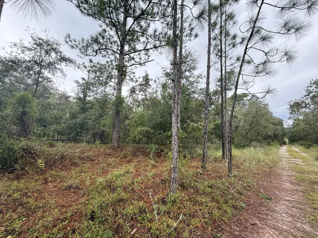 a view of a forest with trees in the background