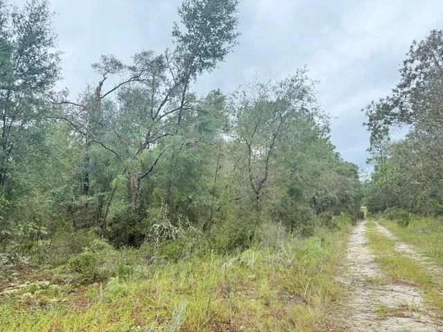 a view of a forest with a house