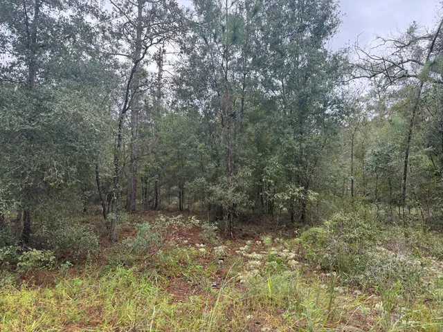 a view of a forest with trees in the background