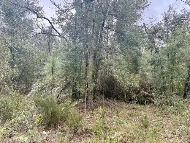 a view of a forest with trees in the background