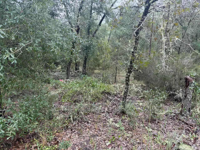 a view of a forest with trees in the background