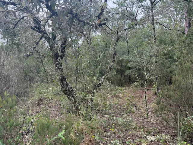 a view of a forest with trees in the background