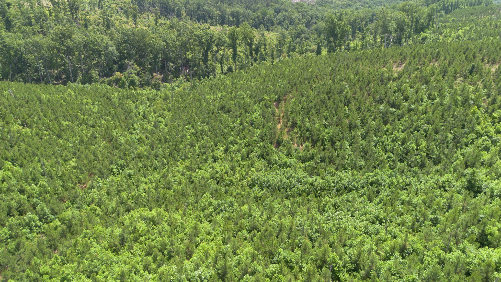 a view of a lush green space