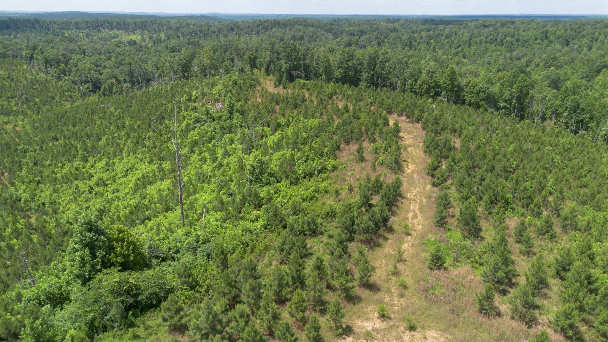 0 Low Gap Road Sugar Tree, TN 38380 - Photo 4 of 9 a view of a forest with a street
