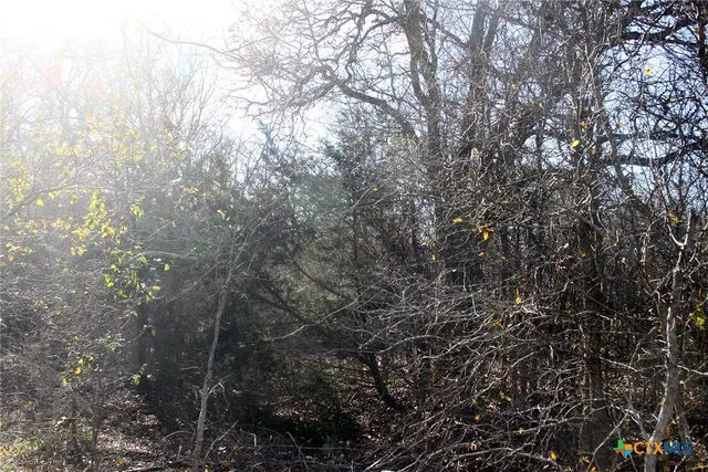 a view of a forest with a tree