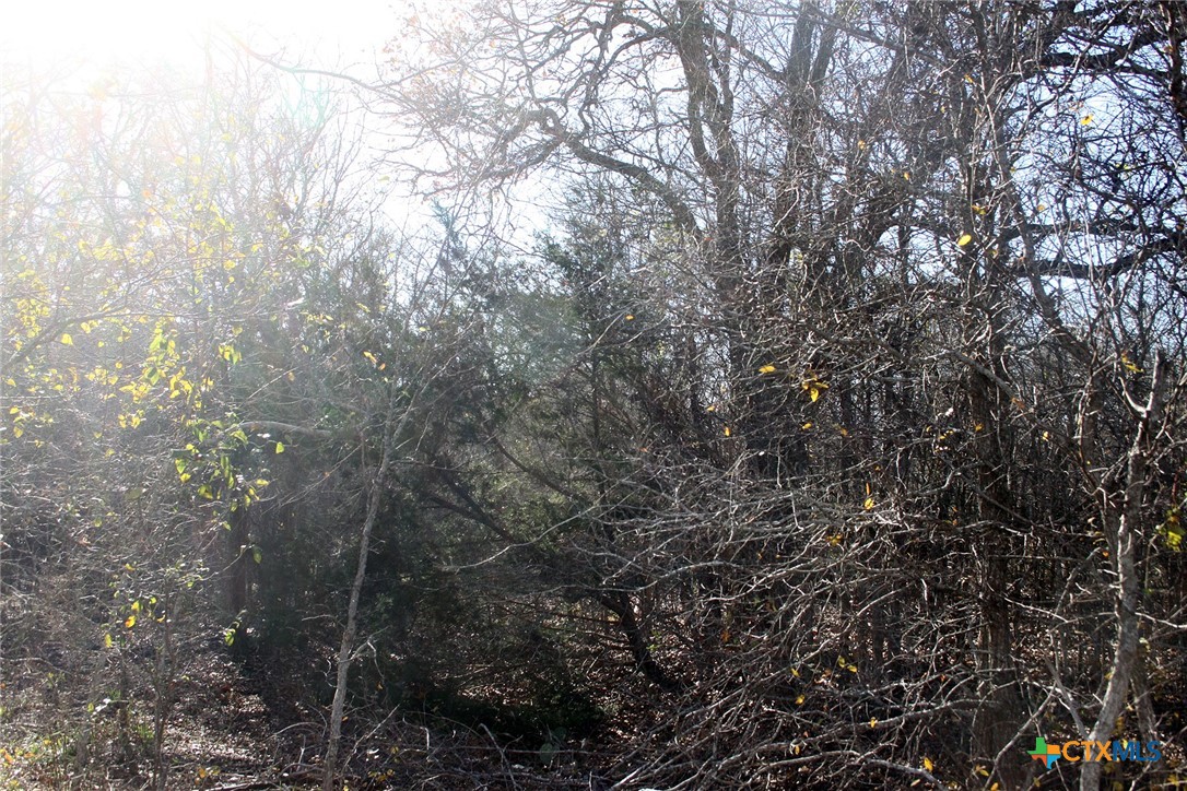 100 Track Road Dale, TX 78616 - Photo 6 of 12 a view of a forest with a tree