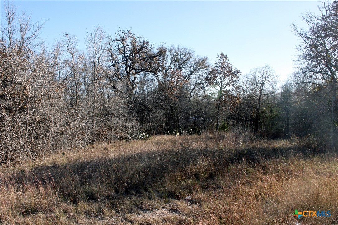 100 Track Road Dale, TX 78616 - Photo 7 of 12 a view of a lush green forest with lots of trees