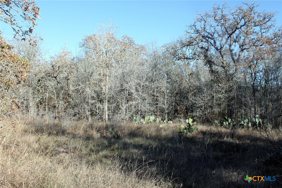100 Track Road Dale, TX 78616 - Photo 9 of 12 a view of a forest