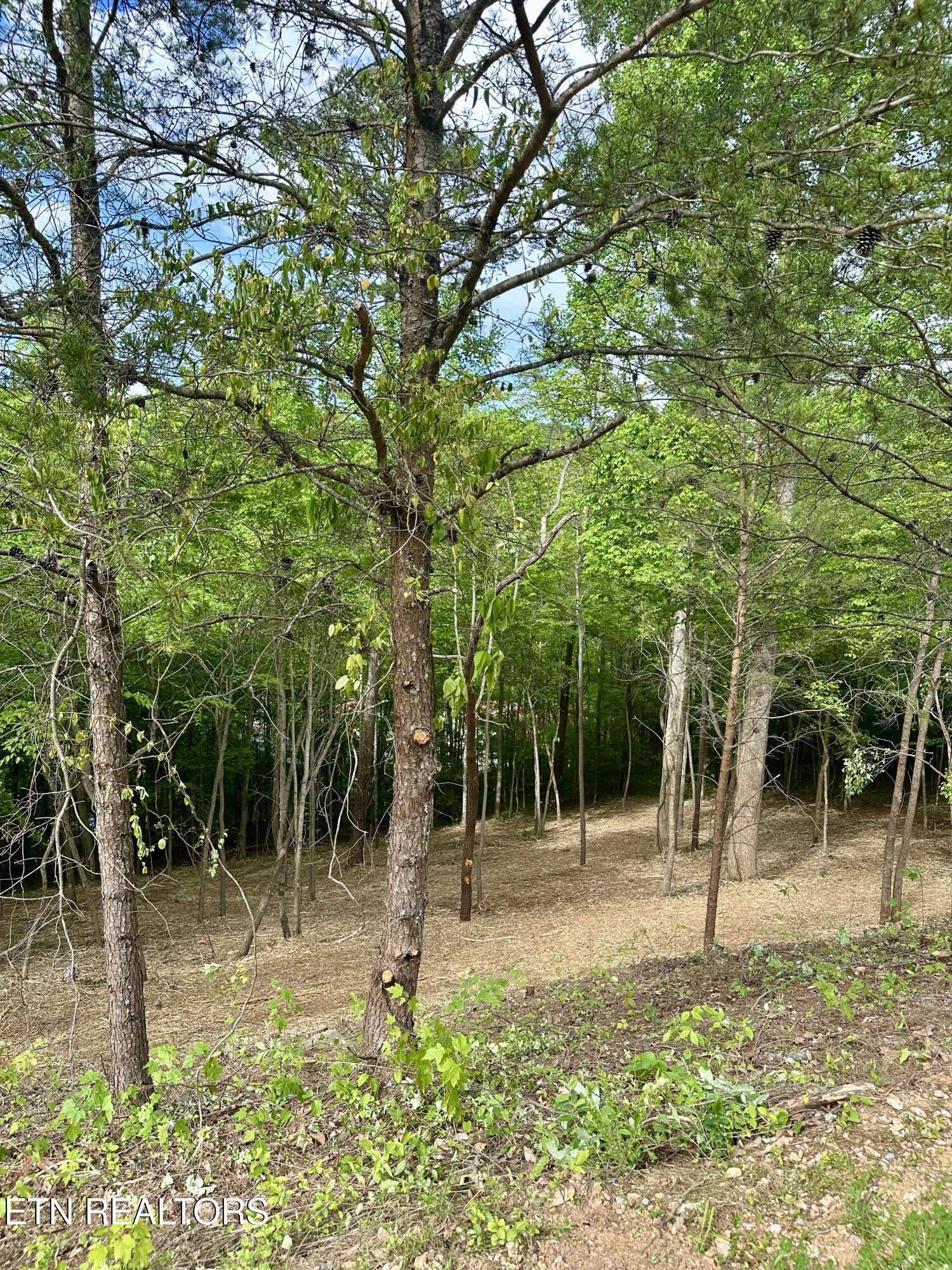 113 Laurel Way La Follette, TN 37766 - Photo 19 of 30 IMG_1148