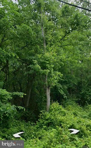 a view of a lush green forest