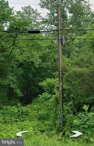 a view of a lush green forest