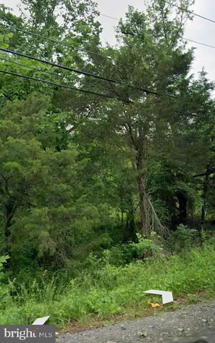 a view of a lush green forest