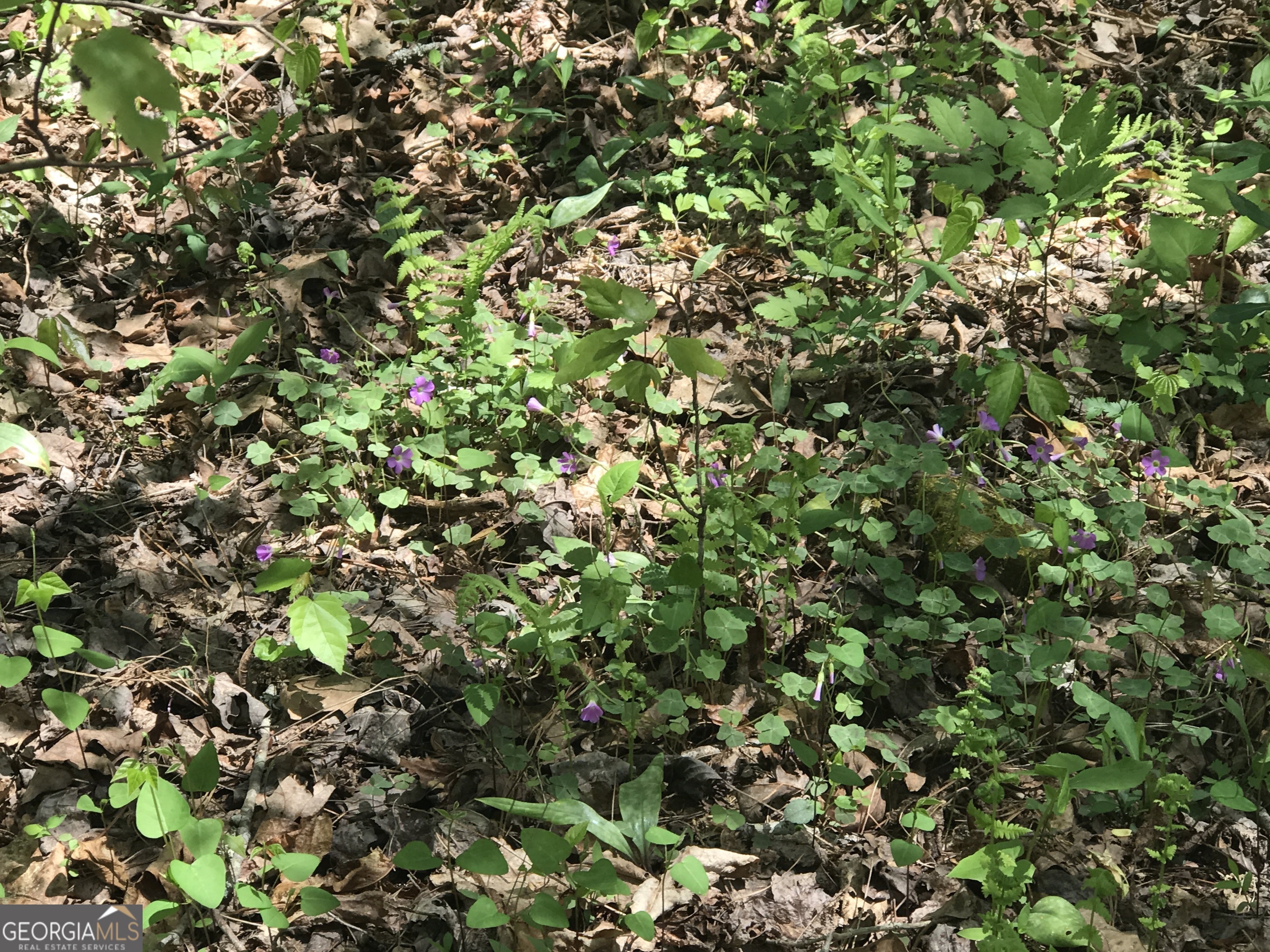 0 Damascus Road Ball Ground, GA 30107 - Photo 7 of 7