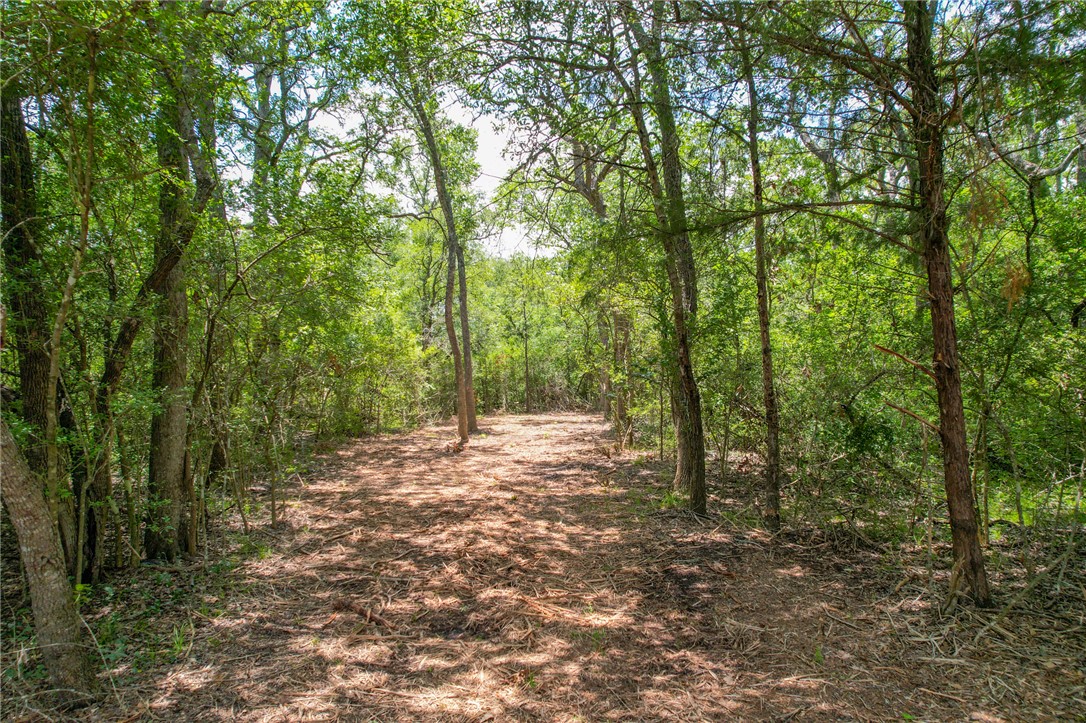 5 Jones Road College Station, TX 77845 - Photo 14 of 40 a view of a forest with trees