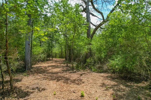 a view of a forest with trees in the background