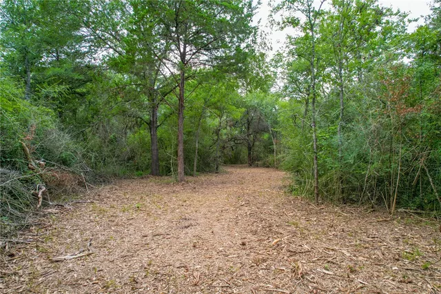 view of a bunch of trees