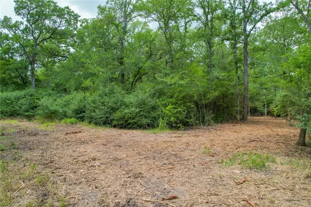 a view of a forest with trees in the background