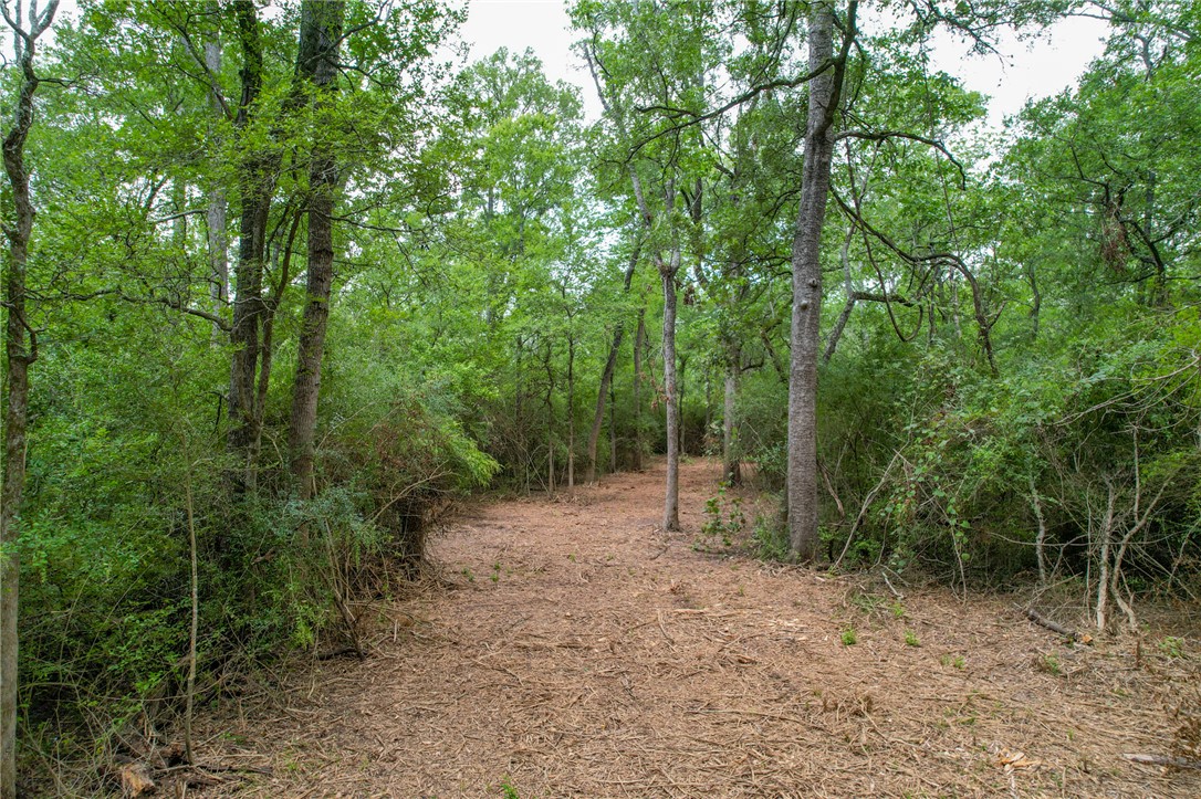 5 Jones Road College Station, TX 77845 - Photo 28 of 40 a view of a forest with trees in the background