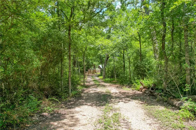 a view of a forest with trees in the background