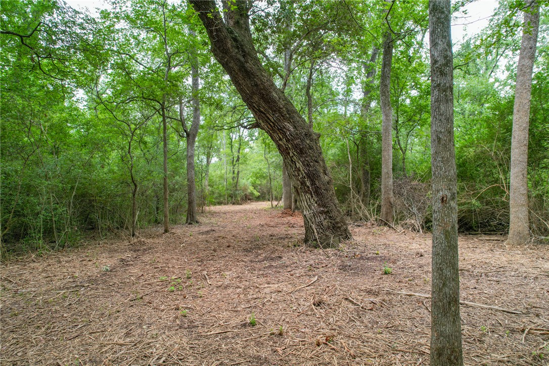 5 Jones Road College Station, TX 77845 - Photo 32 of 40 a view of a forest filled with trees