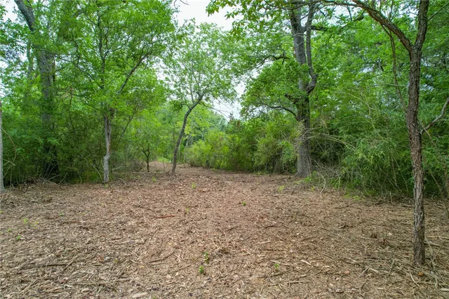 a view of a forest with a tree