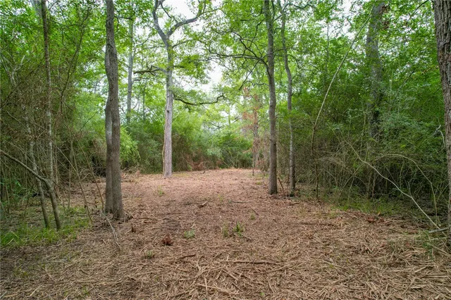a view of a forest with trees in the background