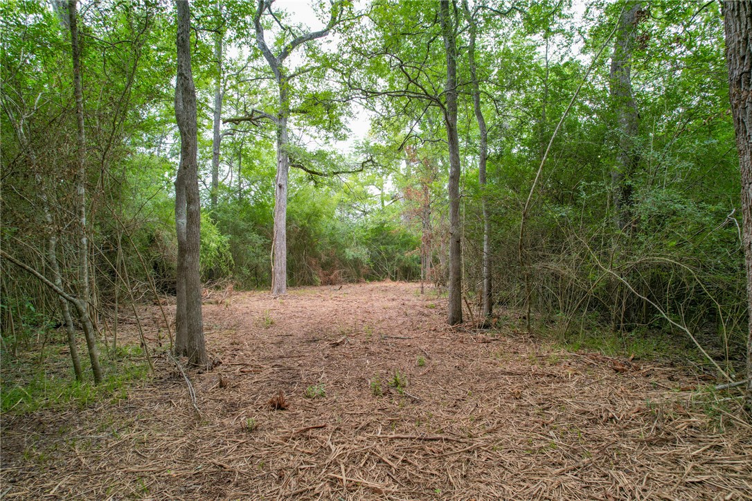 5 Jones Road College Station, TX 77845 - Photo 38 of 40 a view of a forest with trees in the background