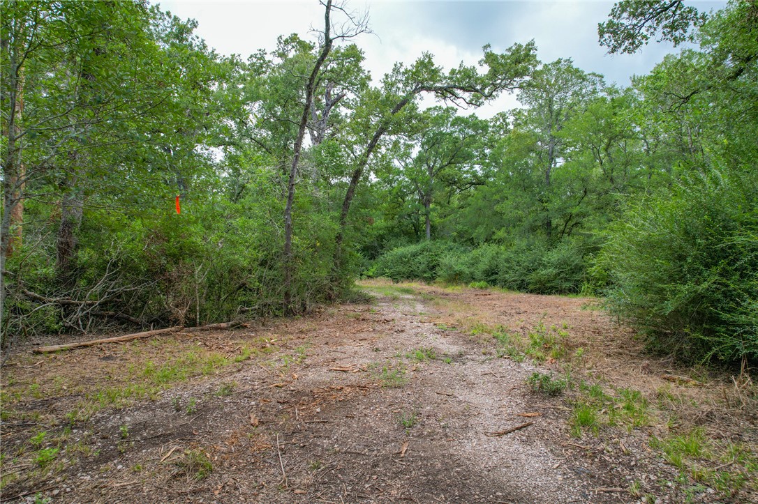 5 Jones Road College Station, TX 77845 - Photo 39 of 40 a view of a forest with trees in the background