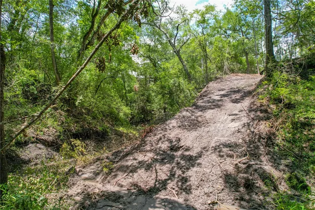 a view of a yard with plants and a large tree