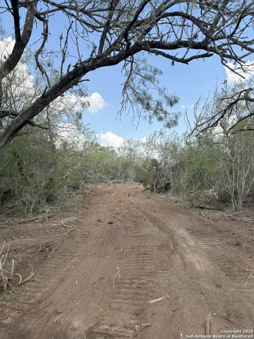 a view of a yard with a tree