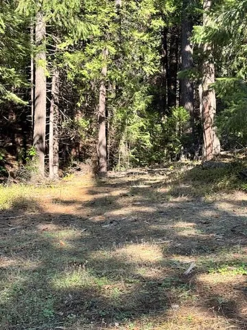 a view of water yard with trees