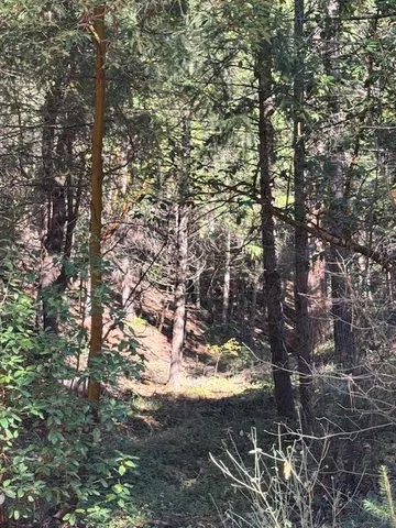 a view of a tree in a yard