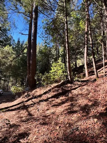 a view of a tree in the yard