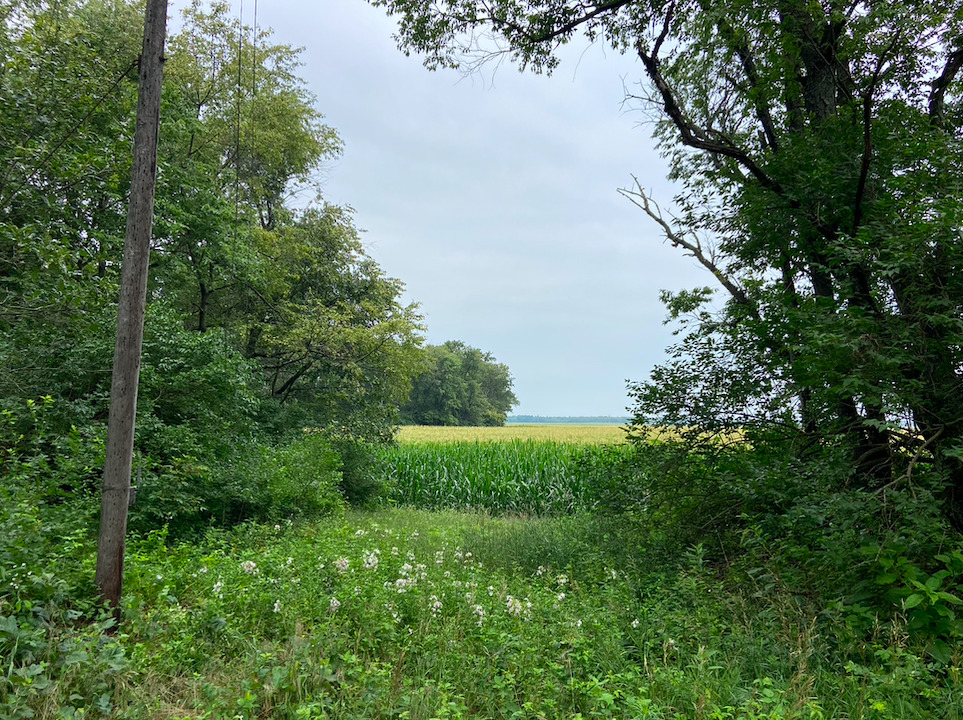 0 7000s Road St. Anne, IL 60964 - Photo 17 of 50 a view of a green yard with large trees
