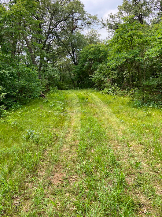 0 7000s Road St. Anne, IL 60964 - Photo 21 of 50 a view of a yard with plants and large trees
