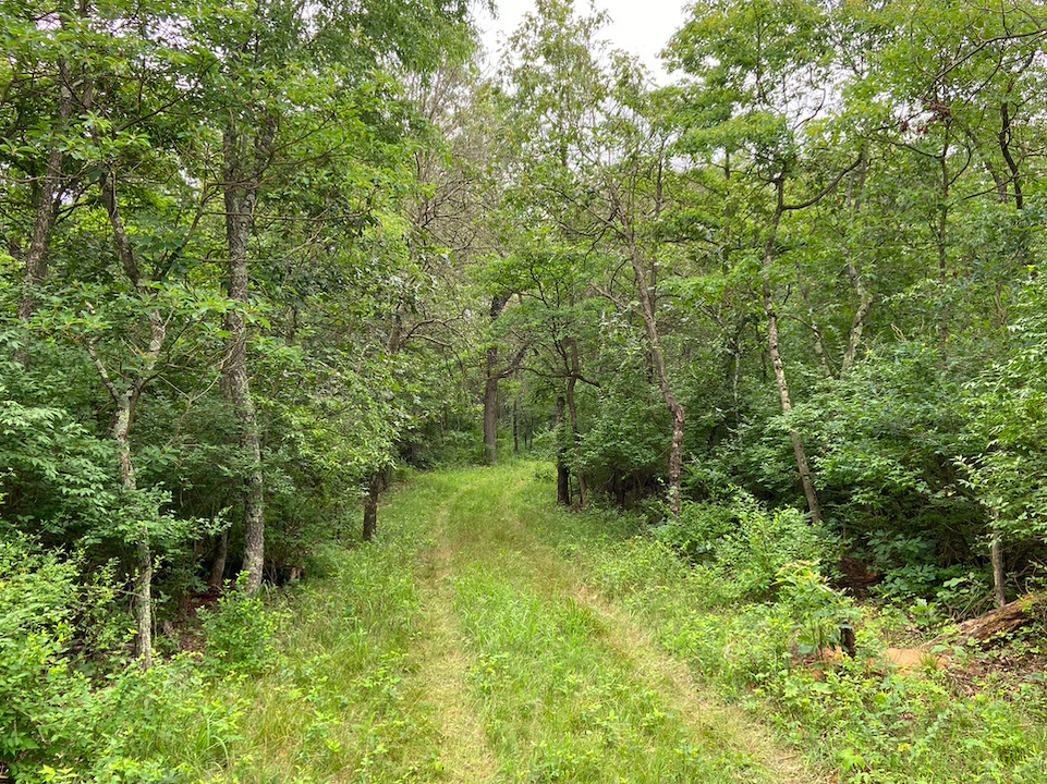 0 7000s Road St. Anne, IL 60964 - Photo 22 of 50 a view of a forest with a tree